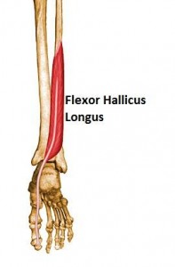 FHL Anatomy