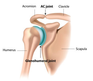 Shoulder Bone Anatomy