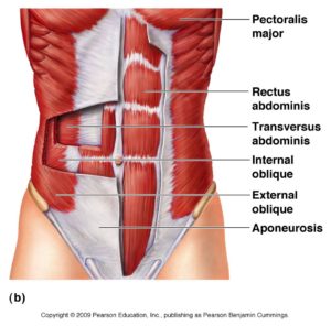 Abdominal muscles